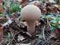 Változékony pöfeteg (Lycoperdon excipuliforme), Őrség